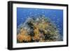 Indonesia, West Papua, Raja Ampat. Coral Reef and Fish-Jaynes Gallery-Framed Photographic Print