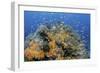 Indonesia, West Papua, Raja Ampat. Coral Reef and Fish-Jaynes Gallery-Framed Photographic Print