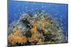 Indonesia, West Papua, Raja Ampat. Coral Reef and Fish-Jaynes Gallery-Mounted Photographic Print