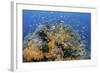 Indonesia, West Papua, Raja Ampat. Coral Reef and Fish-Jaynes Gallery-Framed Photographic Print