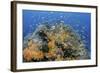 Indonesia, West Papua, Raja Ampat. Coral Reef and Fish-Jaynes Gallery-Framed Photographic Print