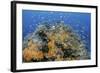 Indonesia, West Papua, Raja Ampat. Coral Reef and Fish-Jaynes Gallery-Framed Photographic Print