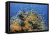 Indonesia, West Papua, Raja Ampat. Coral Reef and Fish-Jaynes Gallery-Framed Stretched Canvas