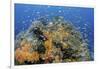 Indonesia, West Papua, Raja Ampat. Coral Reef and Fish-Jaynes Gallery-Framed Photographic Print