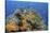 Indonesia, West Papua, Raja Ampat. Coral Reef and Fish-Jaynes Gallery-Stretched Canvas