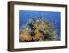 Indonesia, West Papua, Raja Ampat. Coral Reef and Fish-Jaynes Gallery-Framed Photographic Print