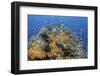 Indonesia, West Papua, Raja Ampat. Coral Reef and Fish-Jaynes Gallery-Framed Photographic Print
