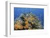 Indonesia, West Papua, Raja Ampat. Coral Reef and Fish-Jaynes Gallery-Framed Photographic Print