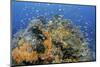 Indonesia, West Papua, Raja Ampat. Coral Reef and Fish-Jaynes Gallery-Mounted Photographic Print