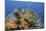 Indonesia, West Papua, Raja Ampat. Coral Reef and Fish-Jaynes Gallery-Mounted Photographic Print