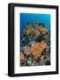 Indonesia, West Papua, Raja Ampat. Coral Reef and Fish-Jaynes Gallery-Framed Photographic Print