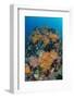 Indonesia, West Papua, Raja Ampat. Coral Reef and Fish-Jaynes Gallery-Framed Photographic Print