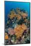 Indonesia, West Papua, Raja Ampat. Coral Reef and Fish-Jaynes Gallery-Mounted Photographic Print