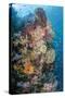 Indonesia, West Papua, Raja Ampat. Coral Reef and Fish-Jaynes Gallery-Stretched Canvas