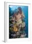 Indonesia, West Papua, Raja Ampat. Coral Reef and Fish-Jaynes Gallery-Framed Photographic Print