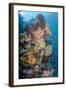 Indonesia, West Papua, Raja Ampat. Coral Reef and Fish-Jaynes Gallery-Framed Photographic Print