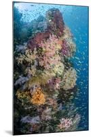 Indonesia, West Papua, Raja Ampat. Coral Reef and Fish-Jaynes Gallery-Mounted Photographic Print