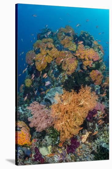 Indonesia, West Papua, Raja Ampat. Coral Reef and Fish-Jaynes Gallery-Stretched Canvas