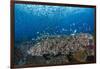 Indonesia, West Papua, Raja Ampat. Coral Reef Scenic-Jaynes Gallery-Framed Photographic Print