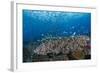 Indonesia, West Papua, Raja Ampat. Coral Reef Scenic-Jaynes Gallery-Framed Photographic Print