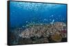 Indonesia, West Papua, Raja Ampat. Coral Reef Scenic-Jaynes Gallery-Framed Stretched Canvas