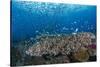 Indonesia, West Papua, Raja Ampat. Coral Reef Scenic-Jaynes Gallery-Stretched Canvas