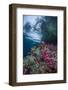 Indonesia, West Papua, Raja Ampat. Coral Reef Scenic-Jaynes Gallery-Framed Photographic Print