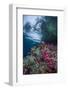 Indonesia, West Papua, Raja Ampat. Coral Reef Scenic-Jaynes Gallery-Framed Photographic Print
