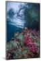 Indonesia, West Papua, Raja Ampat. Coral Reef Scenic-Jaynes Gallery-Mounted Photographic Print