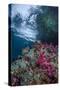 Indonesia, West Papua, Raja Ampat. Coral Reef Scenic-Jaynes Gallery-Stretched Canvas