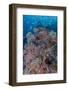 Indonesia, West Papua, Raja Ampat. Coral reef scenic.-Jaynes Gallery-Framed Photographic Print