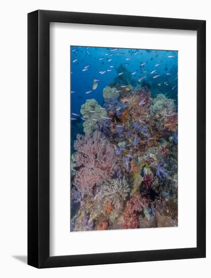 Indonesia, West Papua, Raja Ampat. Coral reef scenic.-Jaynes Gallery-Framed Photographic Print