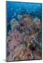 Indonesia, West Papua, Raja Ampat. Coral reef scenic.-Jaynes Gallery-Mounted Photographic Print