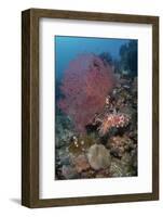 Indonesia, West Papua, Raja Ampat. Coral reef scenic.-Jaynes Gallery-Framed Photographic Print