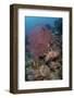 Indonesia, West Papua, Raja Ampat. Coral reef scenic.-Jaynes Gallery-Framed Photographic Print