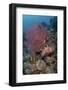 Indonesia, West Papua, Raja Ampat. Coral reef scenic.-Jaynes Gallery-Framed Photographic Print