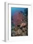 Indonesia, West Papua, Raja Ampat. Coral reef scenic.-Jaynes Gallery-Framed Photographic Print