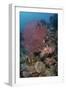 Indonesia, West Papua, Raja Ampat. Coral reef scenic.-Jaynes Gallery-Framed Photographic Print