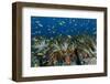 Indonesia, West Papua, Raja Ampat. Corals and fish.-Jaynes Gallery-Framed Photographic Print