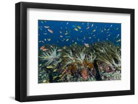 Indonesia, West Papua, Raja Ampat. Corals and fish.-Jaynes Gallery-Framed Photographic Print