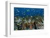 Indonesia, West Papua, Raja Ampat. Corals and fish.-Jaynes Gallery-Framed Photographic Print