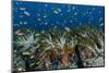 Indonesia, West Papua, Raja Ampat. Corals and fish.-Jaynes Gallery-Mounted Photographic Print