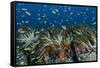 Indonesia, West Papua, Raja Ampat. Corals and fish.-Jaynes Gallery-Framed Stretched Canvas