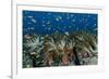 Indonesia, West Papua, Raja Ampat. Corals and fish.-Jaynes Gallery-Framed Photographic Print