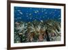 Indonesia, West Papua, Raja Ampat. Corals and fish.-Jaynes Gallery-Framed Photographic Print