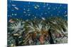 Indonesia, West Papua, Raja Ampat. Corals and fish.-Jaynes Gallery-Mounted Photographic Print