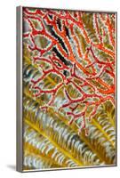 Indonesia, West Papua, Raja Ampat. Crinoids and Sea Fan-Jaynes Gallery-Framed Photographic Print