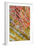 Indonesia, West Papua, Raja Ampat. Crinoids and Sea Fan-Jaynes Gallery-Framed Photographic Print