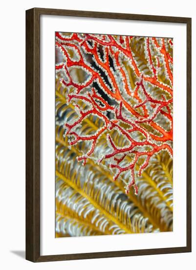 Indonesia, West Papua, Raja Ampat. Crinoids and Sea Fan-Jaynes Gallery-Framed Photographic Print