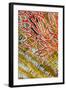 Indonesia, West Papua, Raja Ampat. Crinoids and Sea Fan-Jaynes Gallery-Framed Photographic Print